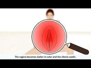 The Female Orgasm Explained